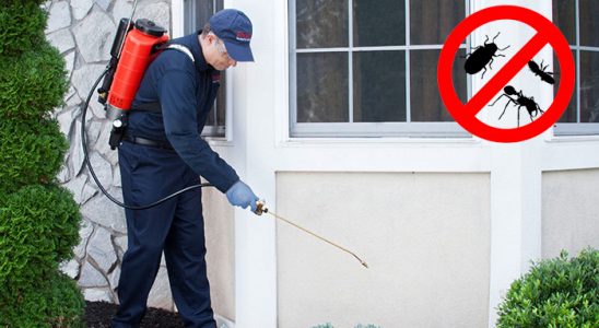 Polateli Hamam Böceği İlaçlama böcek ilaçlama ve haşere kontrolü — ilaclama-tr.com